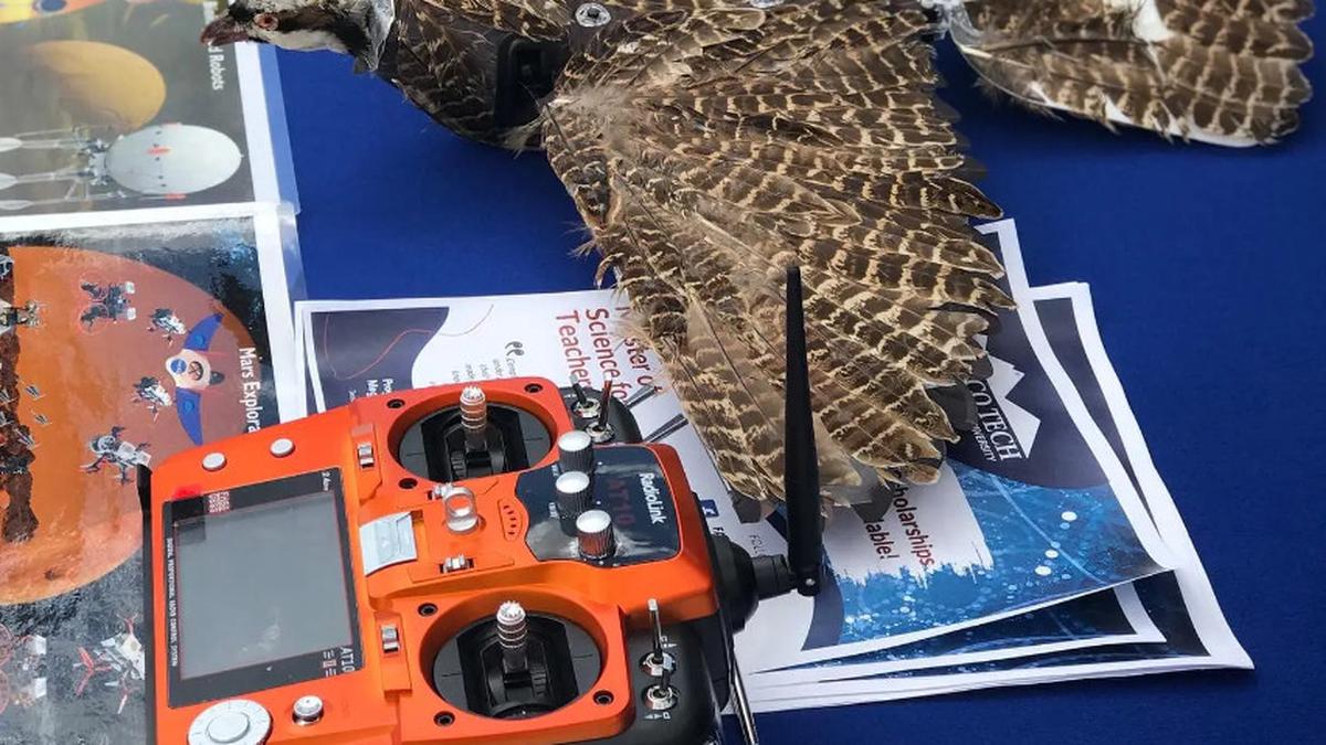 This Professor Turns Dead Birds Into Drones to Study Animals