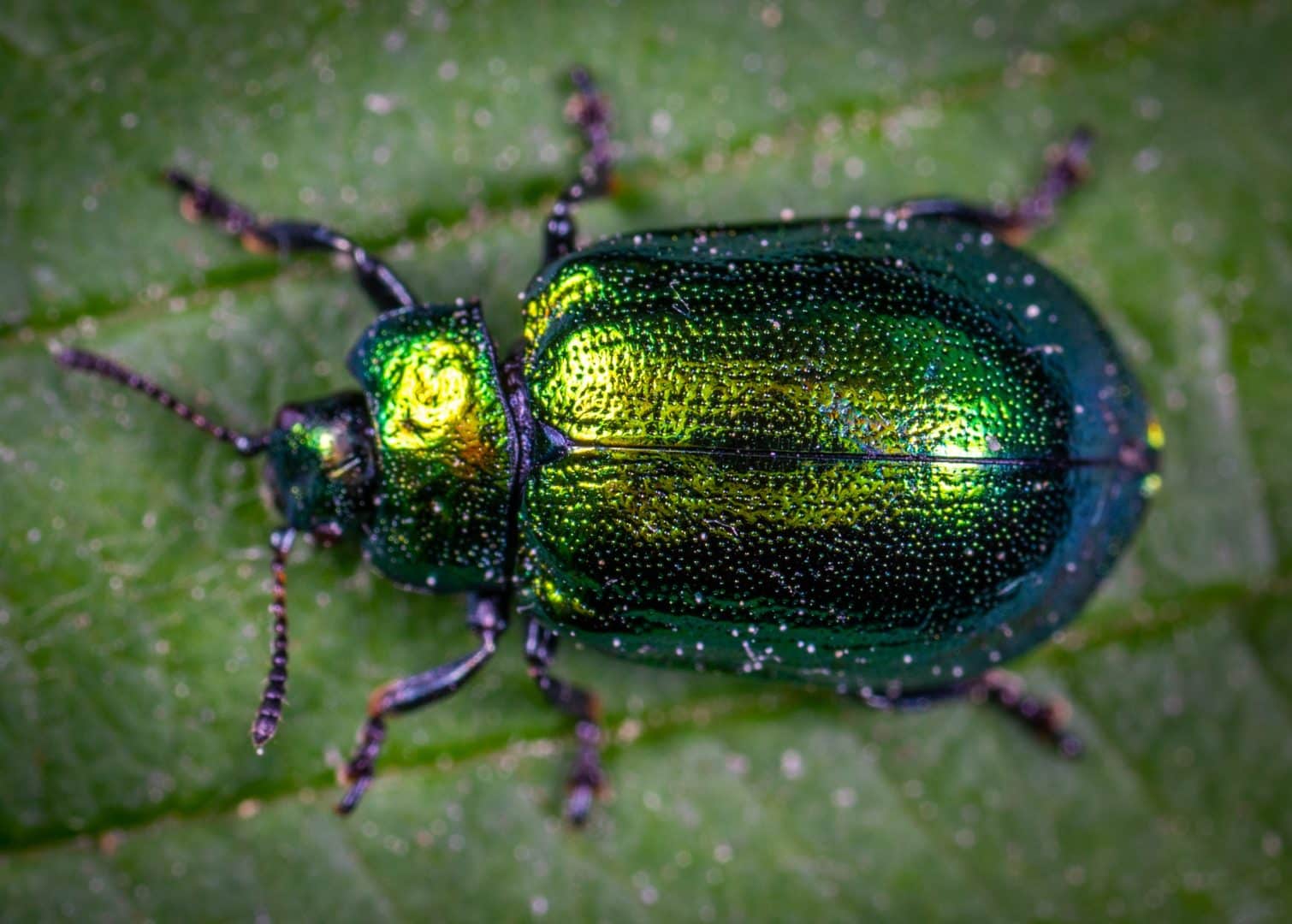 The Flight of the Beetle » Portal Insights