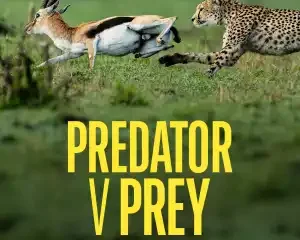 Predator v Prey (TV series) Download Mp ▷ Todaysgist
