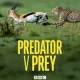 Predator v Prey (TV series) Download Mp ▷ Todaysgist